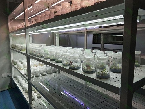 中堂镇植物组织培养实验室设计建设方案